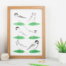 Garden birds art print featuring 6 varieties of tit. Green and black art print featuring 6 tits