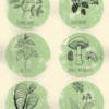 Close up of foriaging print. Green and black screen print of foriaging plants